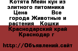 Котята Мейн-кун из элитного питомника › Цена ­ 20 000 - Все города Животные и растения » Кошки   . Краснодарский край,Краснодар г.